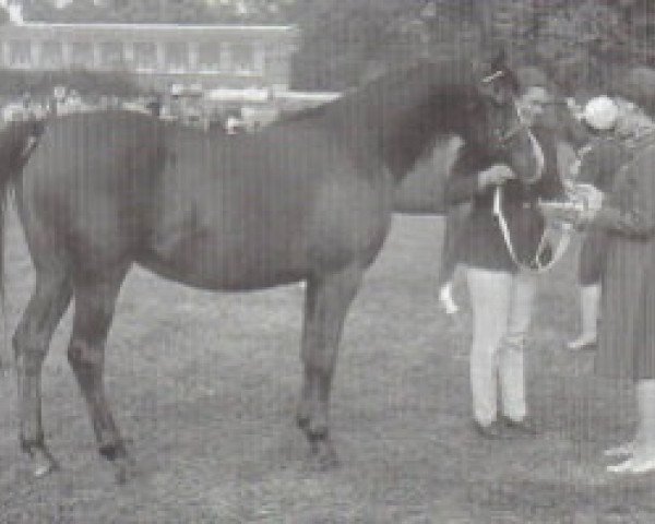 broodmare Azara ox (Arabian purebred, 1966, from Manto ox)