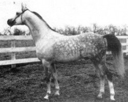 stallion Royal Diamond ox (Arabian purebred, 1948, from Oran 1940 ox)