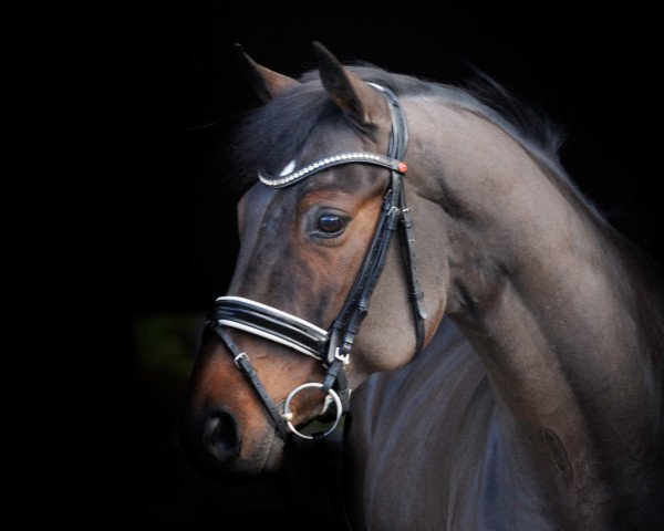 horse Qu'Importe (Oldenburg, 2015, from Quantensprung 3)