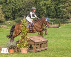 dressage horse Manolo's Massimo (New Forest Pony, 2015, from Manolo)