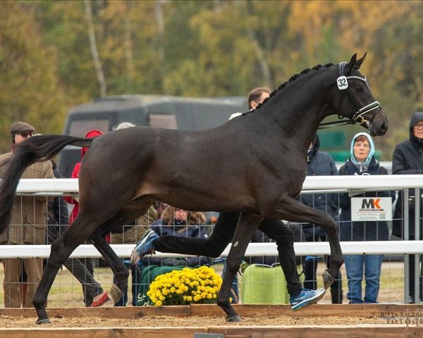Geländepferd Kronberg (Trakehner, 2017, von Schwarzgold) Geländepferd Kronberg (Trakehner, 2017, von Schwarzgold)