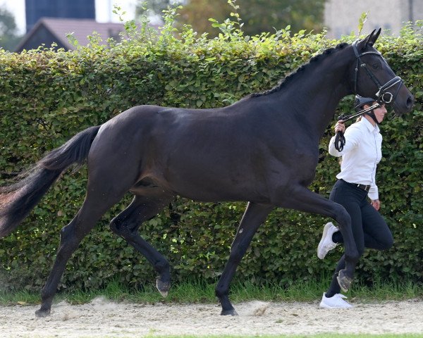 Deckhengst Kairouan (Trakehner, 2021, von Schwarzgold)