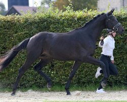 stallion Kairouan (Trakehner, 2021, from Schwarzgold)