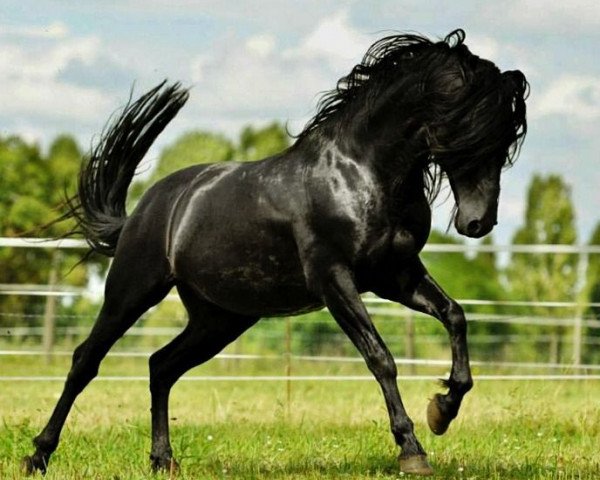 Stallion Illusionado VII (Pura Raza Espanola (PRE), 2003, from Tocador II)