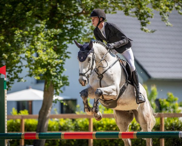 Springpferd Kingsbury KE (Holsteiner, 2017, von Kingsroad)