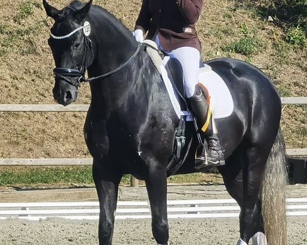 horse I'm Special ES (Westphalian, 2019, from Asgard's Ibiza)