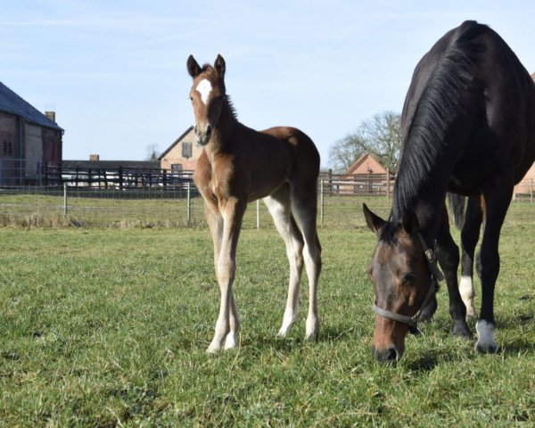 horse Contara (Mecklenburg, 2022, from Conthargos)