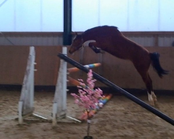 broodmare Claire S Z (Zangersheide riding horse, 2022, from Clearway)