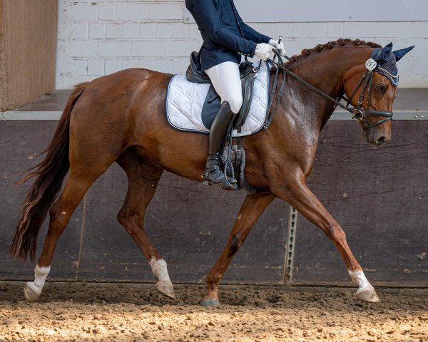dressage horse Fräulein Freytag (Westphalian, 2013, from Franziskus FRH) dressage horse Fräulein Freytag (Westphalian, 2013, from Franziskus FRH)