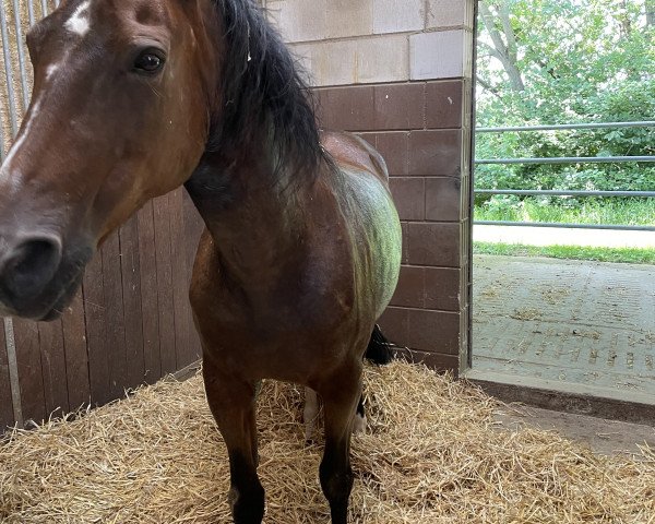 broodmare Lissy (Hanoverian, 1993, from Lanthan)
