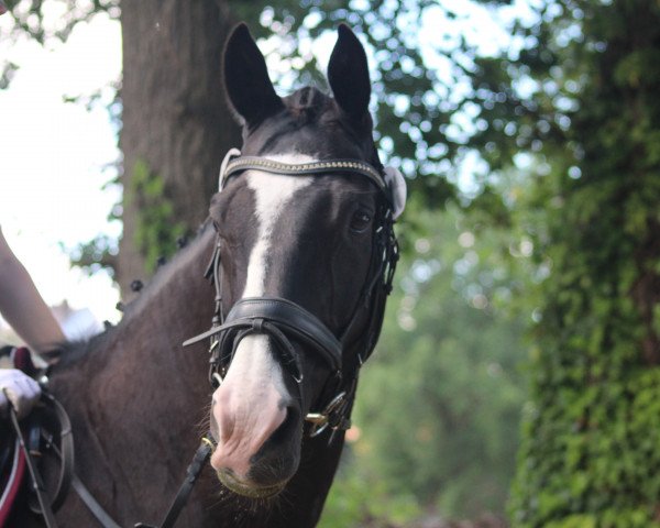 Springpferd Dark Bernie (Hannoveraner, 2005) Springpferd Dark Bernie (Hannoveraner, 2005)
