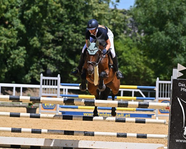 jumper Blume 40 (German Sport Horse, 2016, from Bossanova 28)