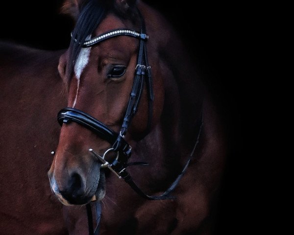 horse Don Capilot (Holsteiner, 2019, from Denver)