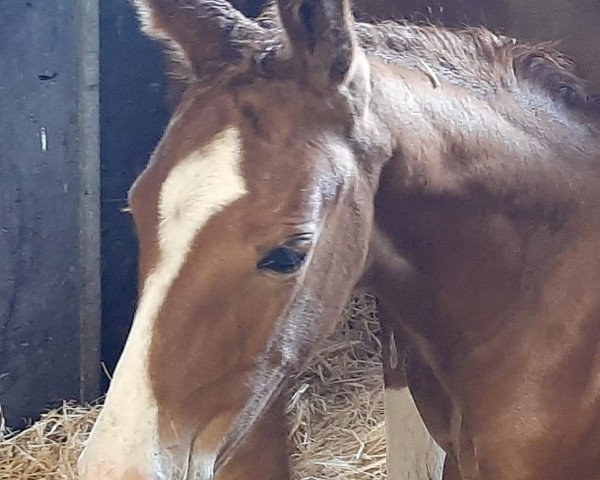 horse Kaja S (Oldenburg, 2023, from Kjento)