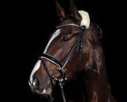jumper Percy Blue (German Sport Horse, 2017, from Peppermint Blue)