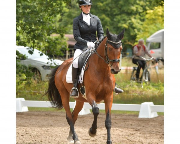 broodmare Valpiana (Trakehner, 2014, from Oliver Twist)