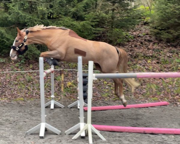 Zuchtstute Siraxta Forlan (Irish Sport Horse, 2015, von For Pleasure)
