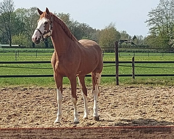 stallion Orestes Siraxta Z (Zangersheide riding horse, 2019, from Ogano Sitte)
