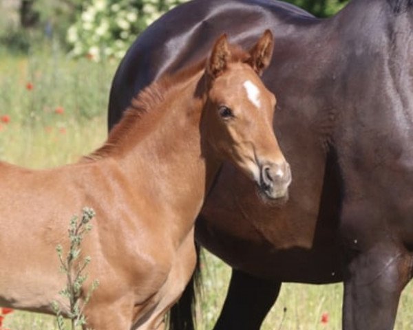 horse Rapsblüte R (Mecklenburg, 2023, from Roberto Cavally)
