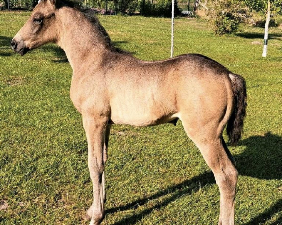 broodmare Ganadora (German Riding Pony, 2023, from Gold Garant)