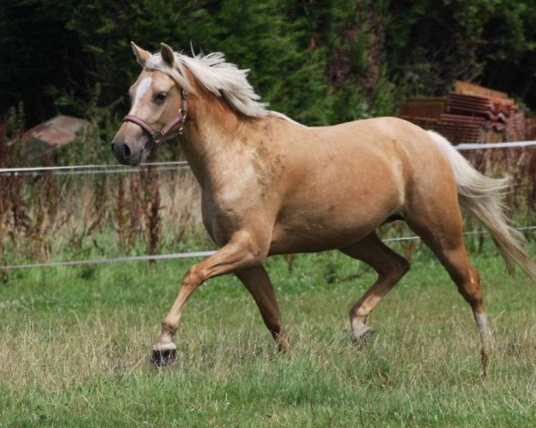 broodmare Steverheides Greta (German Riding Pony,  , from HET Golden Dream)