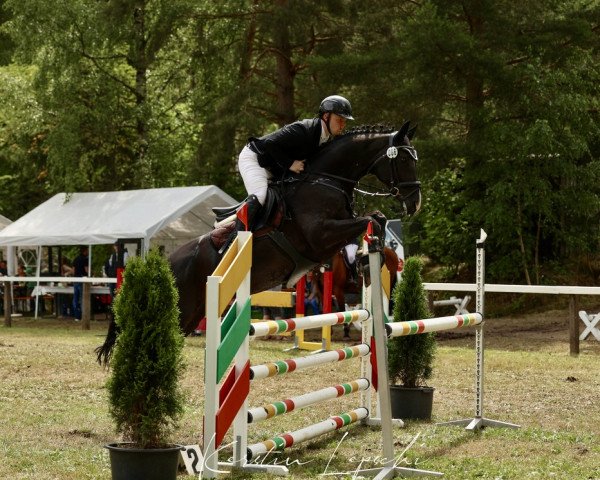 jumper Elite 51 (Hanoverian, 2015, from Escudo I)
