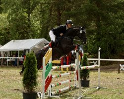 jumper Elite 51 (Hanoverian, 2015, from Escudo I)