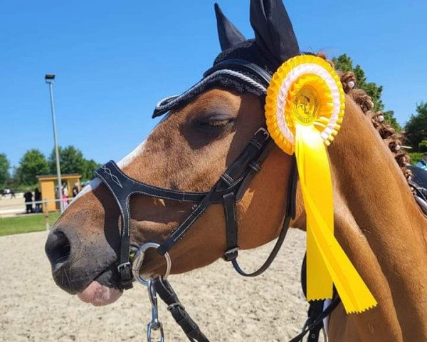 Dressurpferd Dating's Milk And Honey (Deutsches Reitpony, 2017, von Dating AT NRW)