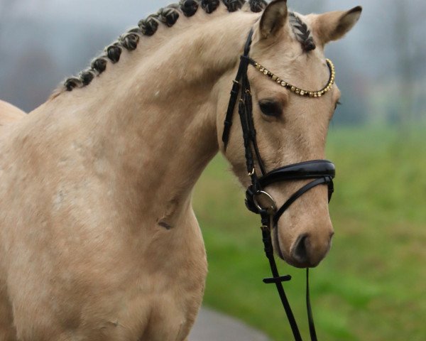 horse Steverheides Donnarumma (German Riding Pony, 2021, from HET Golden Dream)