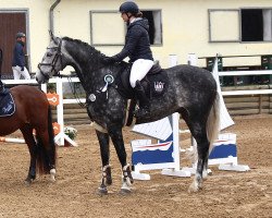 jumper Carotello B (German Sport Horse, 2018, from Caroly)