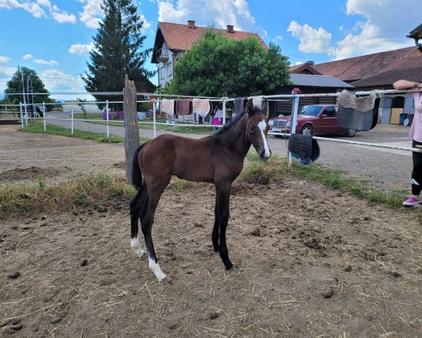 horse Django de Remedy Z (Zangersheide riding horse, 2021, from Diarado)