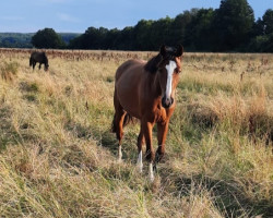 Caballo Bella Donna R (Hannoveriano, 2021, de Baloutaire PS)