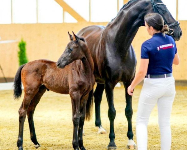 Pferd Hengst von Black or White / Sir Donnerhall (Oldenburger, 2023, von Black Or White Bordeaux OLD)