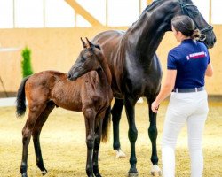 horse Hengst von Black or White / Sir Donnerhall (Oldenburg, 2023, from Black Or White Bordeaux OLD)