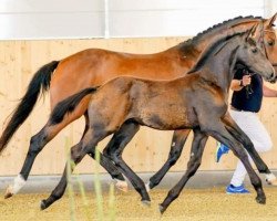 horse Hengst von Black or White / Borsalino (Oldenburg, 2023, from Black Or White Bordeaux OLD)