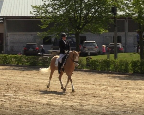Dressurpferd Tesio 4 (Deutsches Reitpony, 2005, von Timberland)