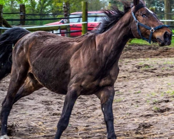 broodmare Granate (Hanoverian, 1998, from Graf Grannus) broodmare Granate (Hanoverian, 1998, from Graf Grannus)