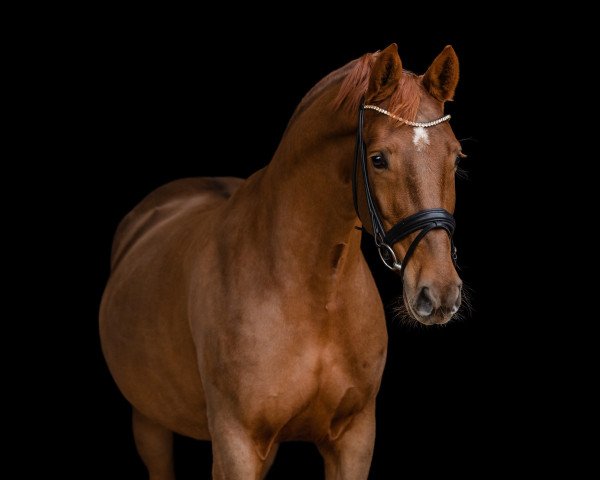 broodmare Stakkaya 3 (Hanoverian, 2018, from Szenario)
