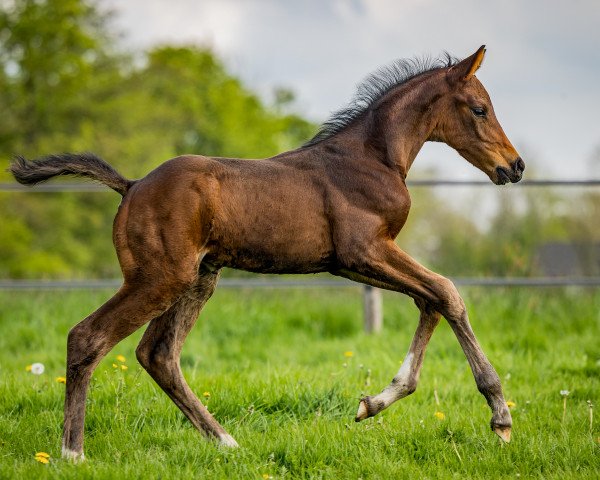 Pferd Hengst von Feliciano (Oldenburger, 2023, von Feliciano)