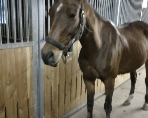 broodmare Belle Noce Go (Trakehner, 2010, from Halimey Go)