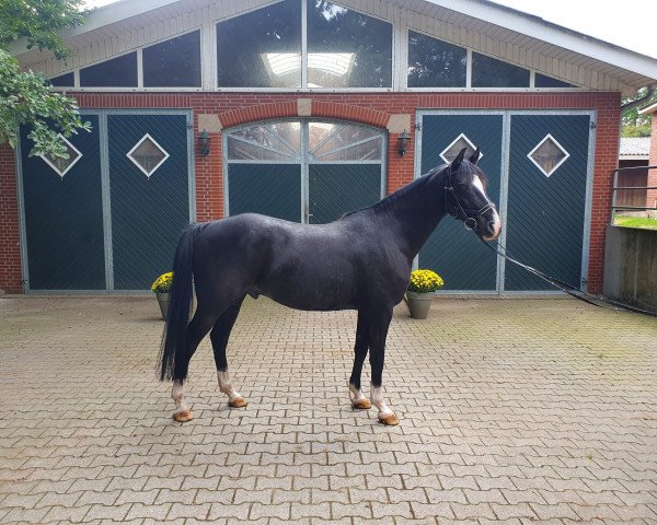 Pferd Desota 3 (Deutsches Reitpony, 2015, von Don Mour)