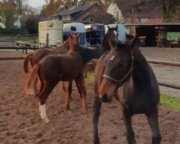 Video von Ziccero R