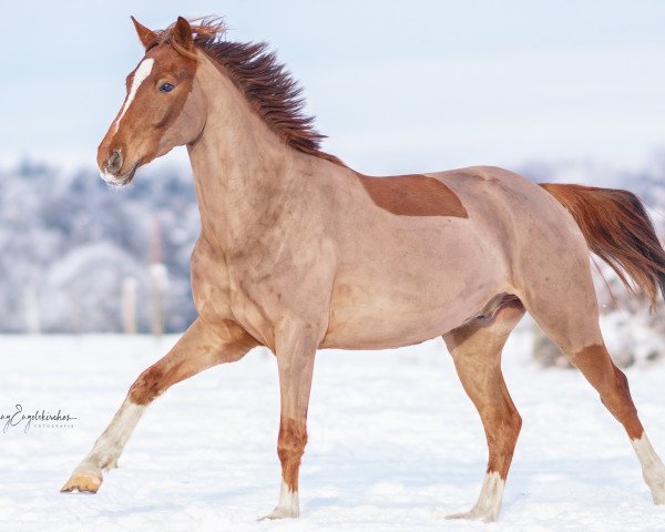 horse Hochtors Niemals Norbert (German Riding Pony, 2018, from Numerus Clausus)