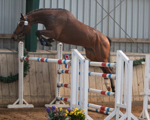 Springpferd Cascadeur W 4 (Holsteiner, 2018, von Cascadello)