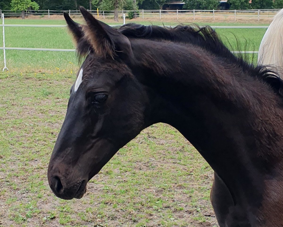 horse Efendi (Hanoverian, 2023, from Ellis NRW)