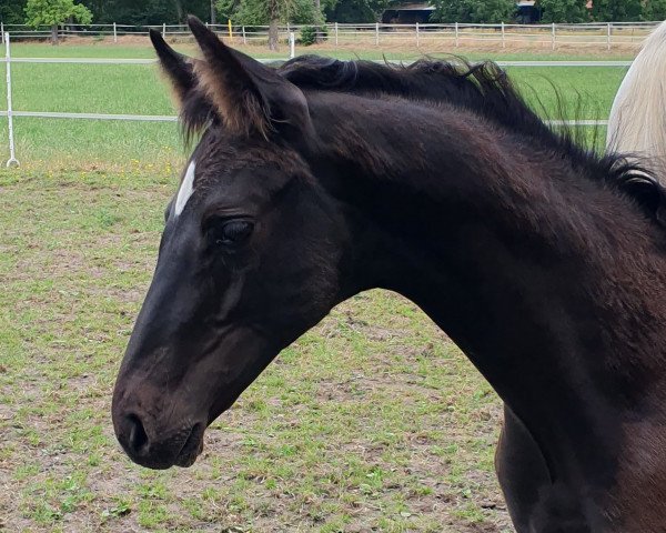 horse Efendi (Hanoverian, 2023, from Ellis NRW)