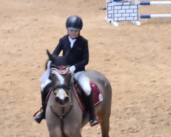 jumper Always Love de Ce (French Pony, 2010, from Helios Love de Ce)