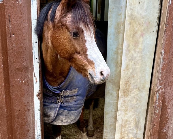 broodmare Carabella (Welsh-Pony (Section B), 2012, from Spring Star's Spirit)