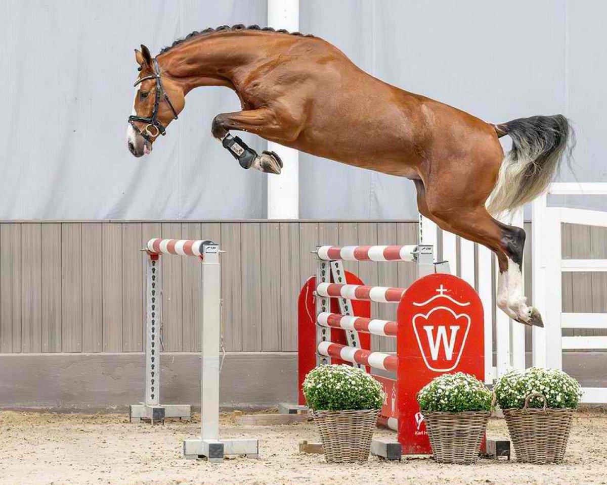 horse Nixos EM (Westphalian, 2021, from Nixon van 't Meulenhof)
