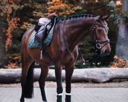 Springpferd Norbert Uno W (Holsteiner, 2012, von Numero Uno)